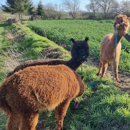 Monteurzimmer Einzelzimmer Bambus Free Wifi *