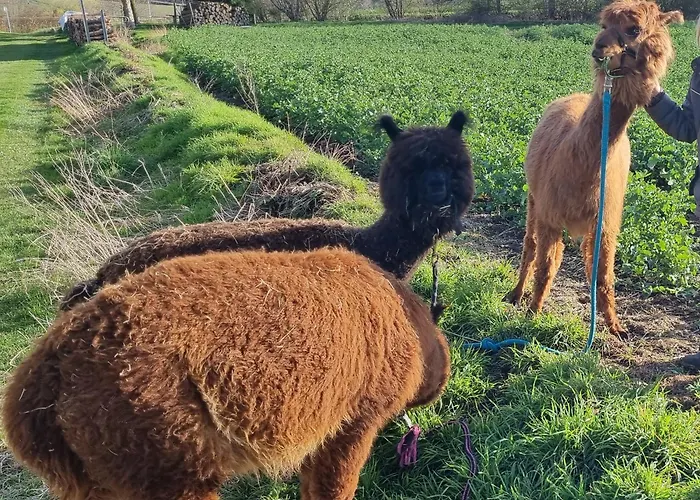 Monteurzimmer Einzelzimmer Bambus Free Wifi *
